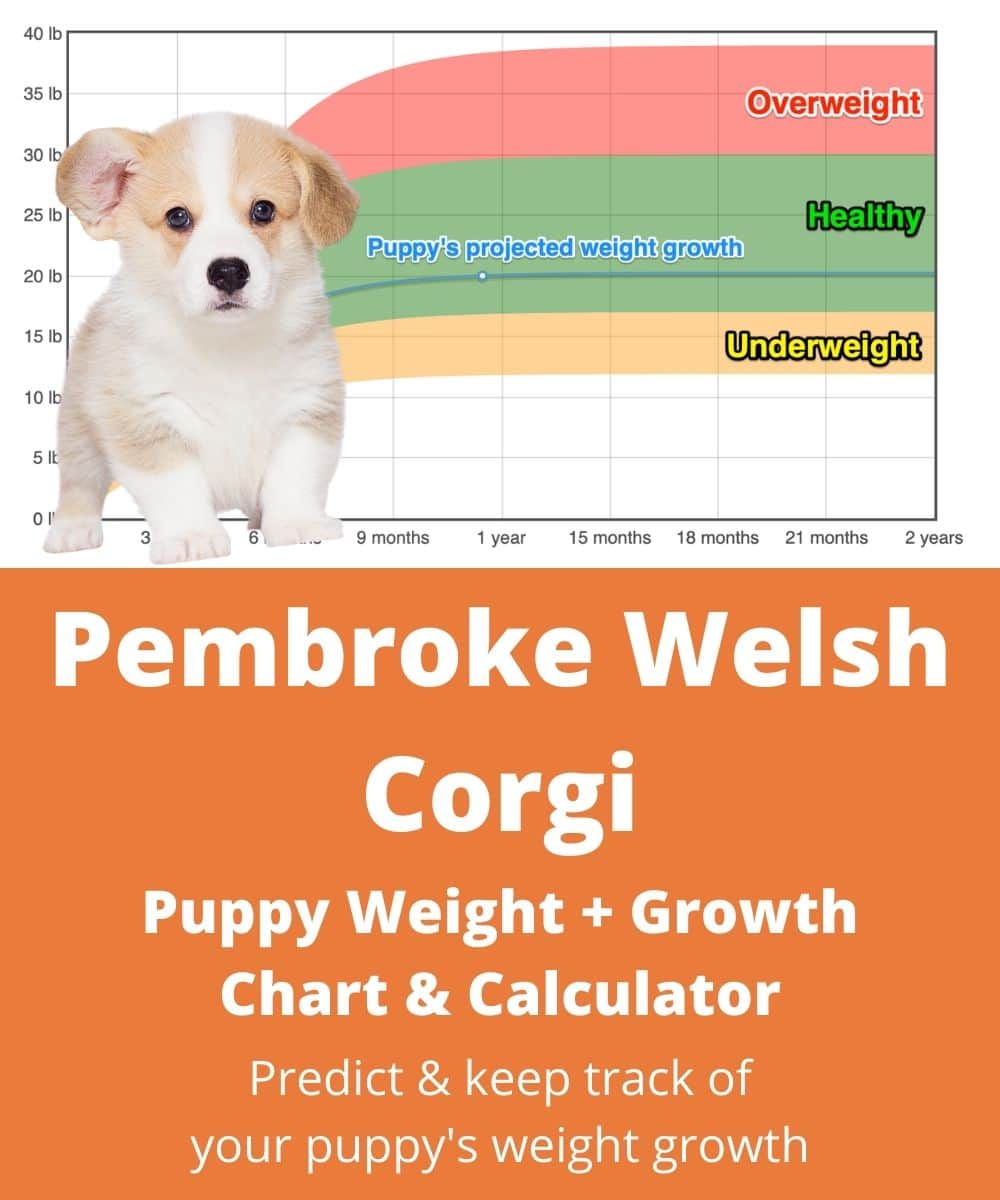 pembroke-welsh-corgi Puppy Weight Growth Chart